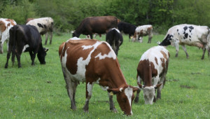 Европейският парламент: Едрият рогат добитък не е индустриален замърсител - Agri.bg