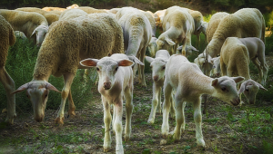 Инвестиционни предложения: Млад фермер с над 200 овце във Варненско
