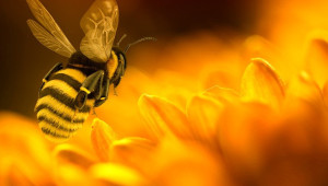Учени използват начина на мислене на пчелите, за да подобрят изкуствения интелект - Agri.bg