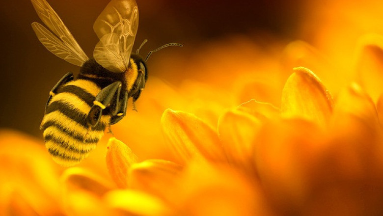 Учени използват начина на мислене на пчелите, за да подобрят изкуствения интелект