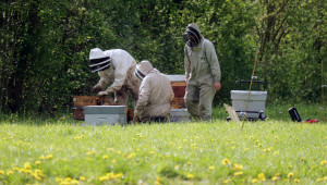 Пчелари срещат пречки пред кандидатстването за опрашване