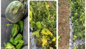 Дежавю: Огромна градушка помля зеленчуци в района на Ръжево Конаре - Снимка 2