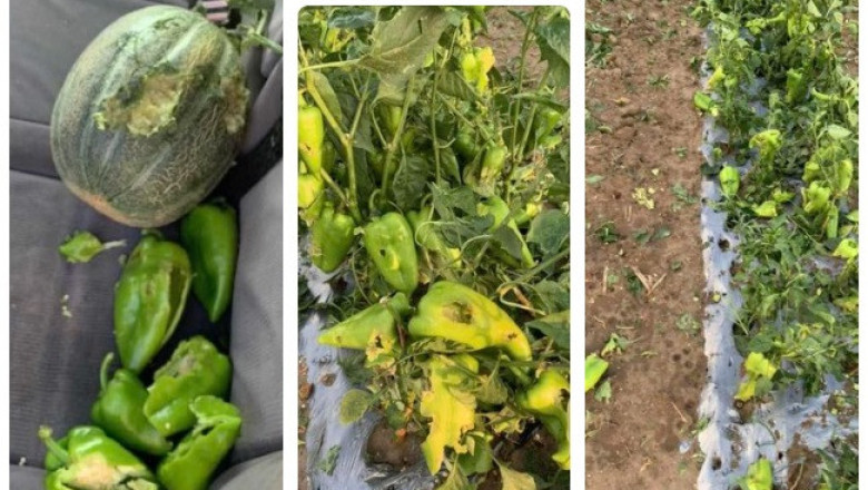 Дежавю: Огромна градушка помля зеленчуци в района на Ръжево Конаре