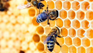Пчелари, вижте указания за подаване на заявление по интервенциите в сектора - Agri.bg