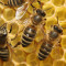 ИЗКУПУВАМЕ проблемен пчелен мед - Агро Работа