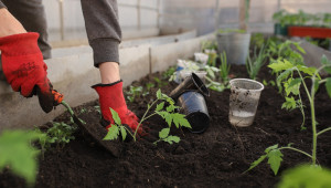 Агроиновации: Проектът HARNESSTOM подкрепя „градската наука“ за възстановяване вкуса на доматите - Agri.bg