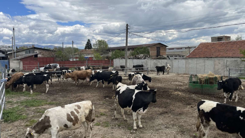 Млад животновъд залага на местния директен пазар с млекомат