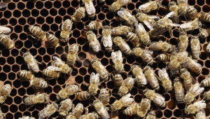 Производител: Плащанията в пчеларството трябва да стават на реализирана продукция