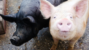 9 случая на АЧС при диви свине са регистрирани в Добричко