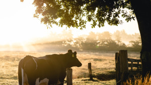 Новата референтна дата за преходна помощ обърка сметките на говедовъд