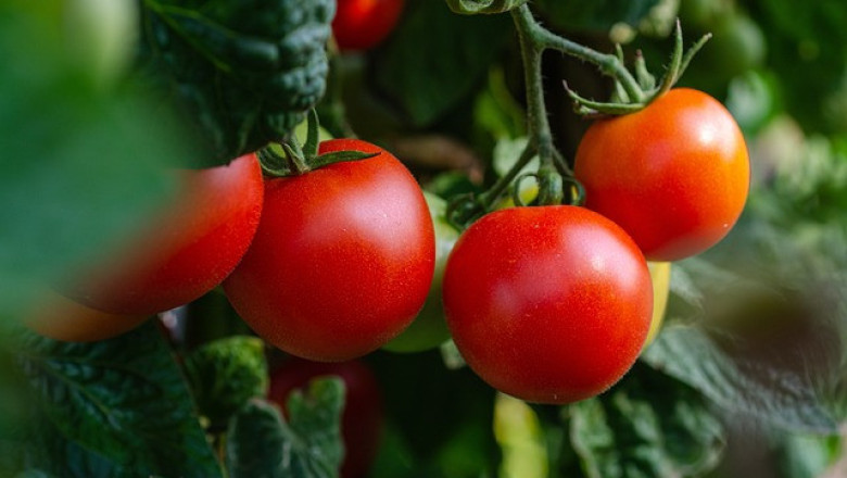 Как производител на домати в Индия стана милионер за месец