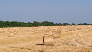 Боян Димов: Продават само производителите, които нямат складове за новата пшеница