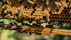 Предвижда се удължаване на важен срок по пчеларските интервенции