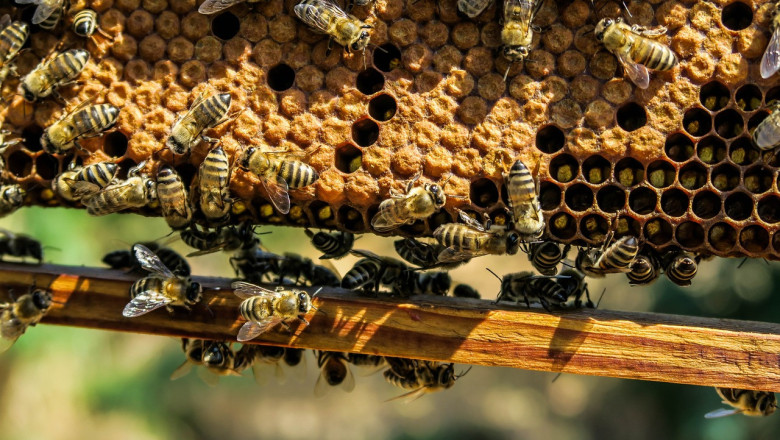 Предвижда се удължаване на важен срок по пчеларските интервенции