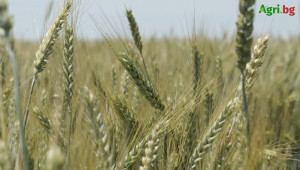 Зърнопроизводител: Теглят се кредити, за да се изплащат ренти