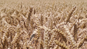 Пшеница 2023: По-високи добиви от декар, но по-малко общо производство