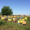 Продавам пчелни семейства с кошерите - Агро Работа
