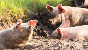 Домашна свиня с АЧС изхвърлена на боклука в Карлуково