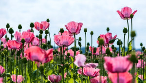 Испания очерта розовото бъдеще на европейския фермер - Agri.bg