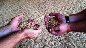 Зърнопроизводител: На този етап търговия със зърно няма