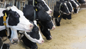 Животновъди настояват за минимална изкупна цена на млякото