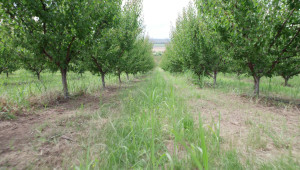 Овощари: Схемата за затревяването на градините е усвоена на 40% - Agri.bg