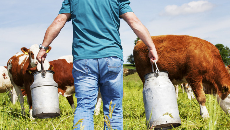 Краве мляко: България е сред страните с най-ниска изкупна цена в ЕС