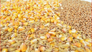 Реколта 2023: Прибрани са 6.5 млн.т пшеница, рапицата е с 22% по-малко