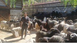 Намериха решение на скандала със стадото в село Влахи