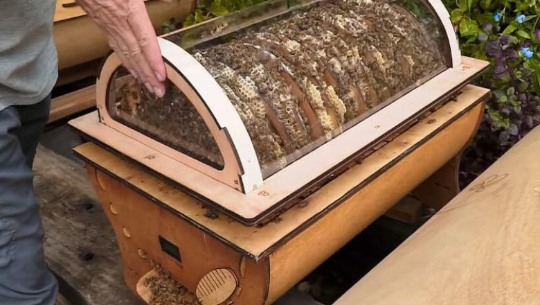 Модерен кошер разкрива тайния живот на пчелите