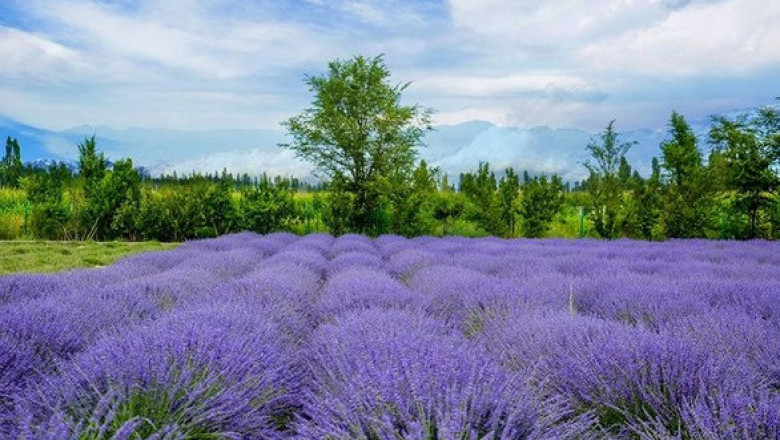 Lavender Valley - най-голямата био лавандулова ферма