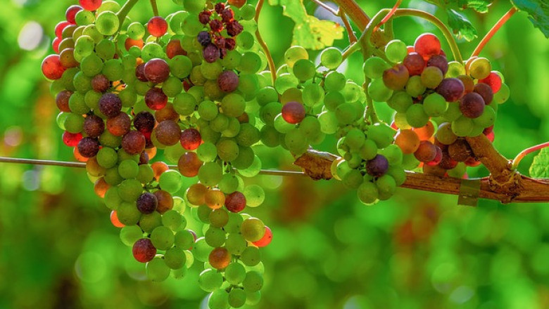 10-те сорта грозде без семки, които румънските фермери предпочитат