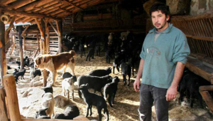 Ето как разрешиха проблема със стадото в село Влахи - Agri.bg