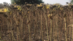 Преждевременно ожънат слънчоглед отчайва фермерите в Левски