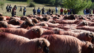 Един месец до най-големия овцевъден панаир в Румъния - Снимка 2