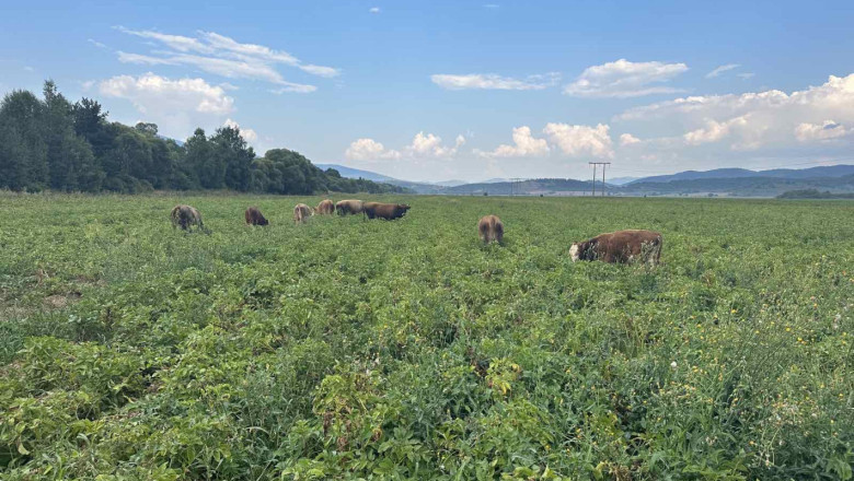 Стадо крави без ушни марки тъпче ниви в Трънско