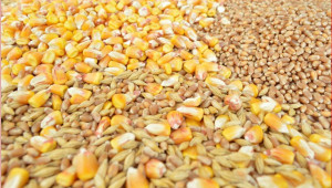 Спад в цените на световните зърнени пазари