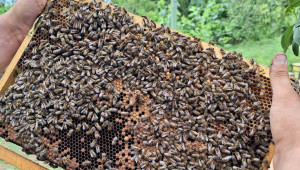 “Мистър Монтана”, който гледа 200 кошера с пчели и ги обожава - Снимка 3