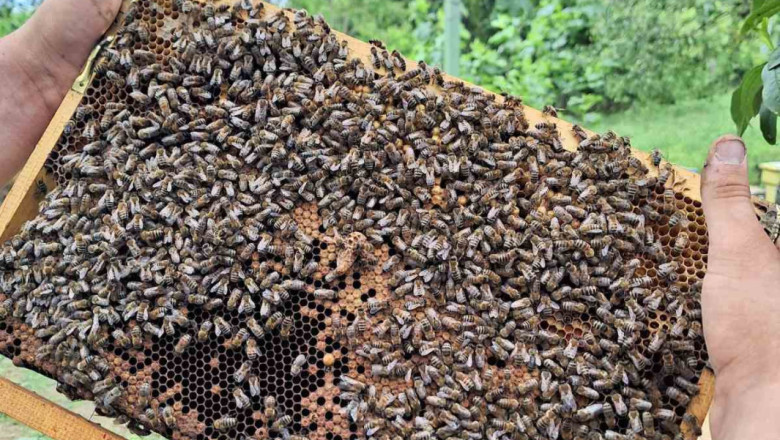 “Мистър Монтана”, който гледа 200 кошера с пчели и ги обожава