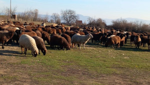 Фермери: Без пасторализма планинското животновъдство умира