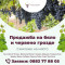 Продажба на грозде на едро и дребно от Рубин Станево ЕООД - Агро Работа