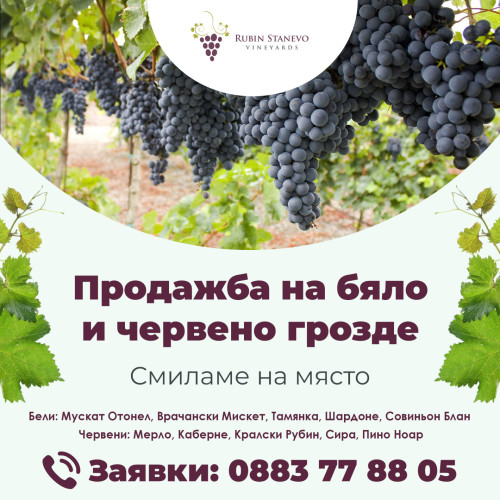 Продажба на грозде на едро и дребно от Рубин Станево ЕООД - Снимка 1