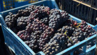 Продажба на грозде на едро и дребно от Рубин Станево ЕООД - Снимка 2