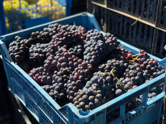 Продажба на грозде на едро и дребно от Рубин Станево ЕООД - Снимка 2