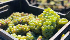 Продажба на грозде на едро и дребно от Рубин Станево ЕООД - Снимка 3