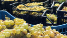 Продажба на грозде на едро и дребно от Рубин Станево ЕООД - Снимка 4