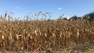 Фермер: Загубата ни от царевицата е над 50%