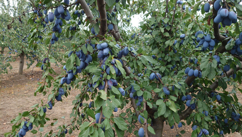 Как се отглеждат сини сливи в Крайморска Добруджа?