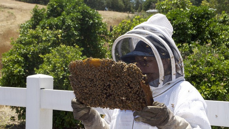 Румънските пчелари искат помощ от ЕС