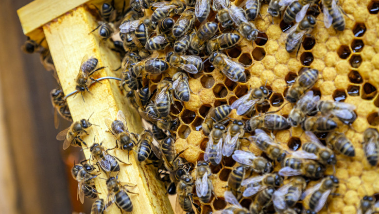 Пчеларите също са на ръба на протестни действия